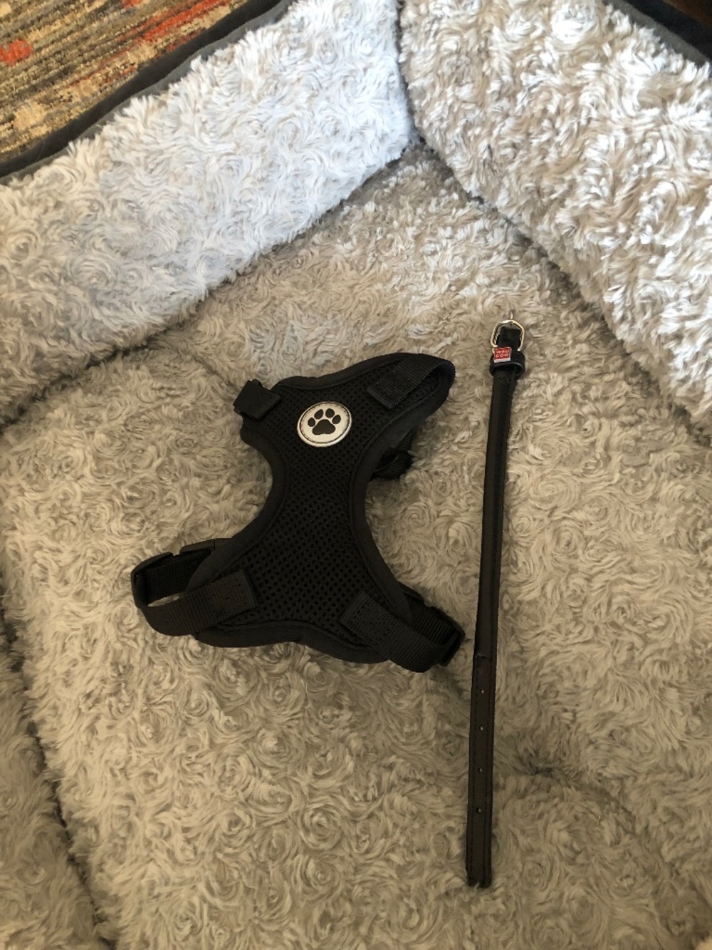 Small Dog Harness and Rolled Leather Dog Collar